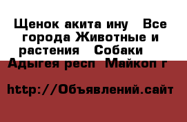 Щенок акита ину - Все города Животные и растения » Собаки   . Адыгея респ.,Майкоп г.